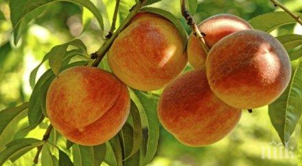 прасковите добра реколта