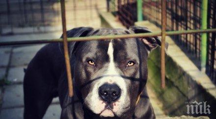 русия утвърдиха списък опасни породи кучета