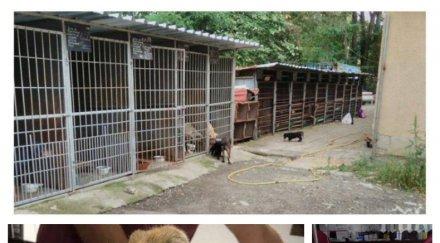 пик аутопсията доказа кучето бианка дупнишкия изолатор ликвидирано отрова гризачи снимка