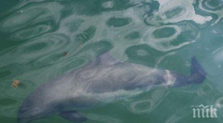 калифорнийската морска свиня изчезва