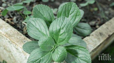 чудо природата лунното цвете лекува десетки болести вижте