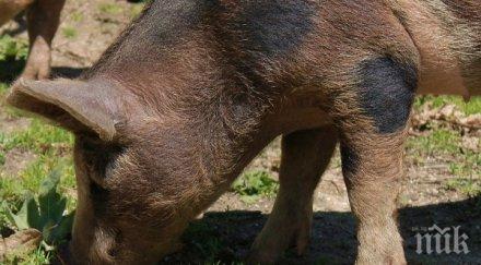 чумата откриха заразено прасе хижа здравец