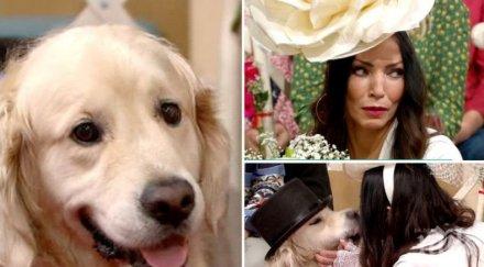 220 разочарования сред мъжете бивш модел омъжи кучето снимки