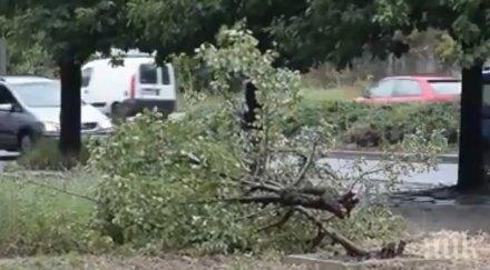 юлска буря вилня кърджали събори дървета видео снимки