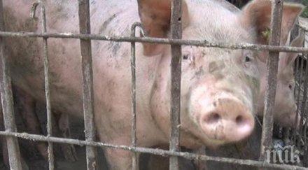 чумата подмина ямболска област засега