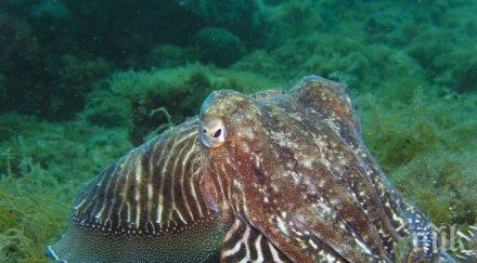 революционно откритие мастилото сепията блокира растежа раковите клетки