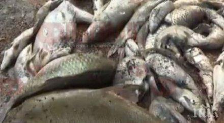 екокатастрофа тонове мъртва риба изплуваха река искър хората врачанско протестират