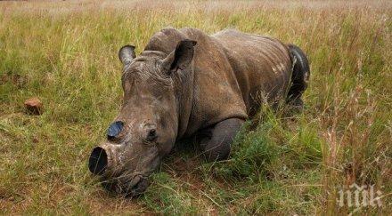 заловиха 125 килограма рог носорог гипсови отливки