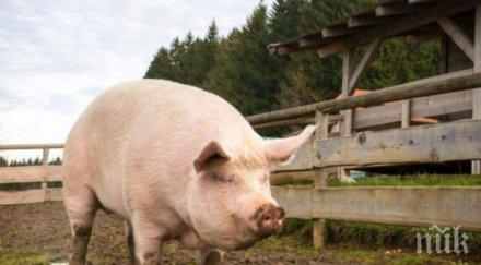 свинекомплекс русенско отказва умъртвява животни