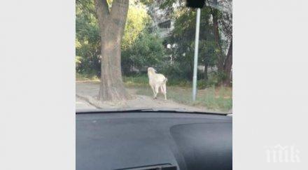 пръч броди воля кючука