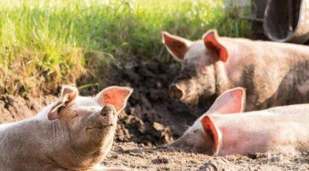 чакат резултатите пробите африканска чума юделник