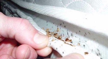 вносни бълхи дървеници смучат кръв пловдивския затвор