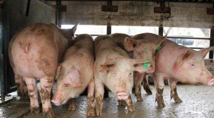 напрежение стопани излизат протест избиването домашни прасета