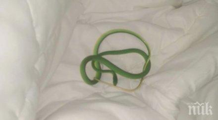 шок жена събуди змия увита около ръката снимки