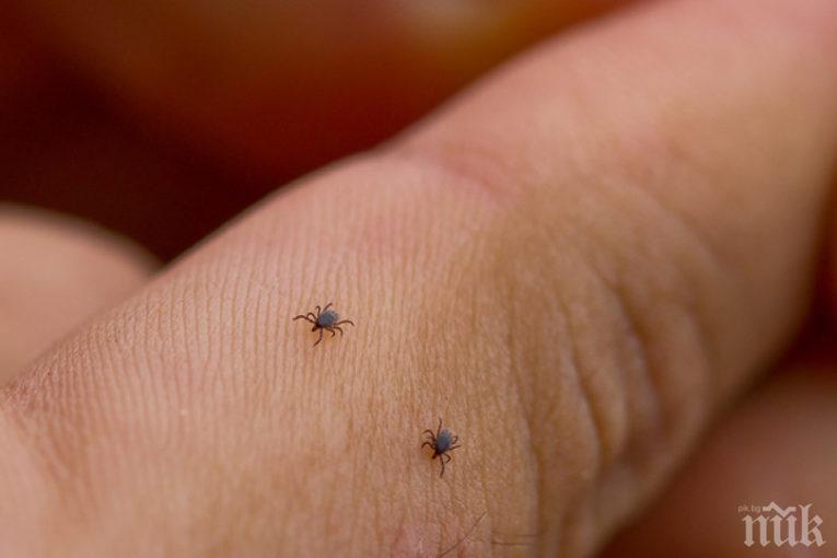 Бум на кърлежи в Перник