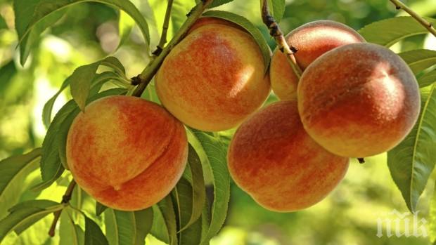 Овощарите в Силистра се притесниха заради ниските цени на прасковите