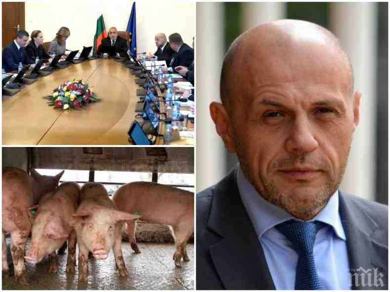 ПЪРВО В ПИК TV: Правителството със спешен съвет заради чумата по свинете - нови мерки ще спират заразата (ОБНОВЕНА)