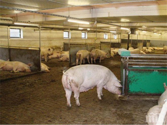 КРИЗИСНИ МЕРКИ: Фонд Земеделие прекратява физическите проверки на свинефермите