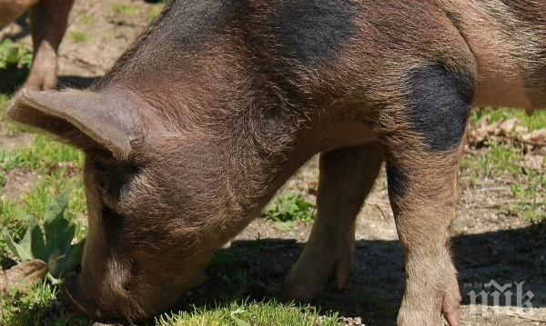 ЧУМАТА: Откриха заразено прасе до хижа Здравец