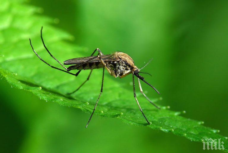 Край на досадните комари! Ето най-добрите домашни средства срещу тях
