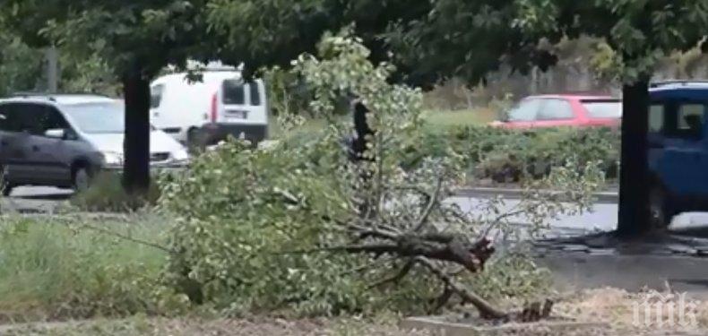 Юлска буря вилня в Кърджали, събори дървета (ВИДЕО/СНИМКИ)