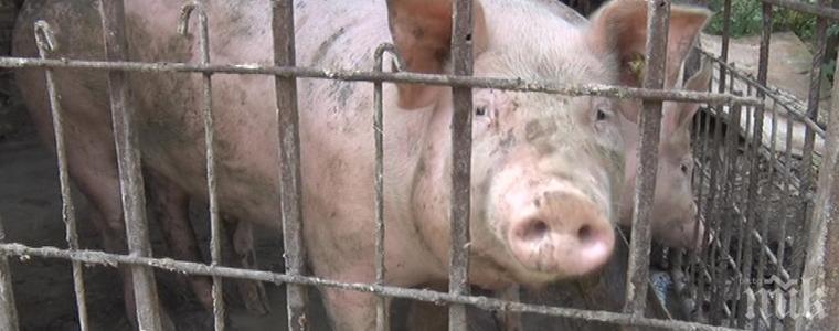 Чумата подмина Ямболска област, засега