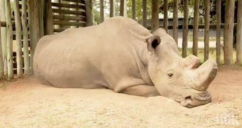 Една от последните две в света женски северни носорози излезе в пенсия