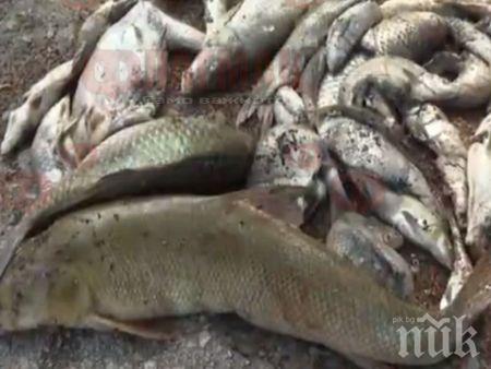 ЕКОКАТАСТРОФА: Тонове мъртва риба изплуваха в река Искър! Хората във Врачанско протестират