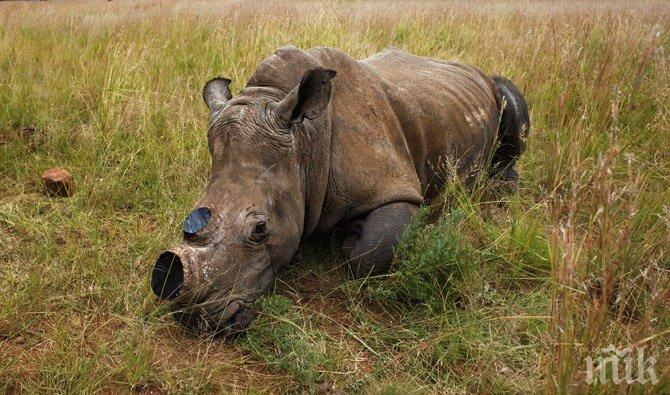 Заловиха 125 килограма рог от носорог в гипсови отливки