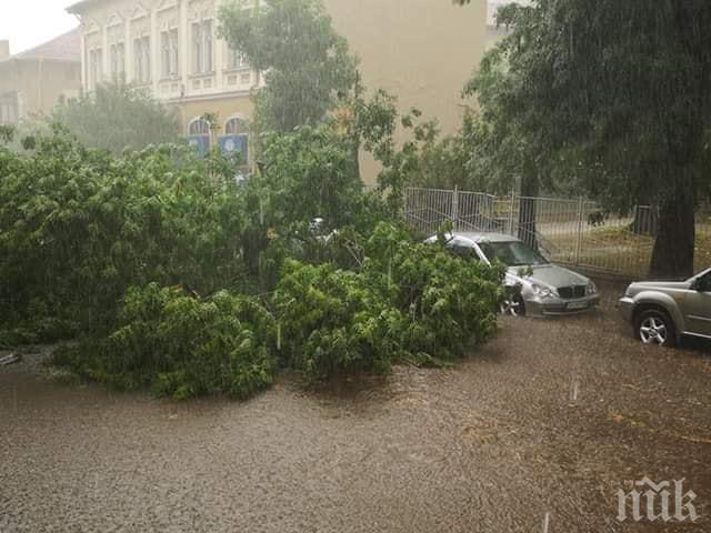 Мощна буря в Плевен събори дървета (СНИМКИ)