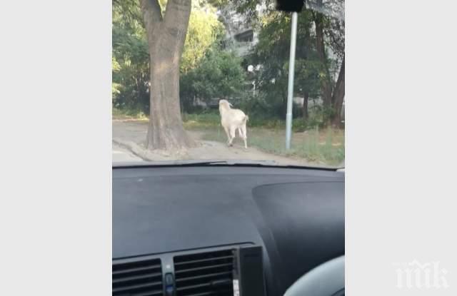 Пръч броди на воля из Кючука