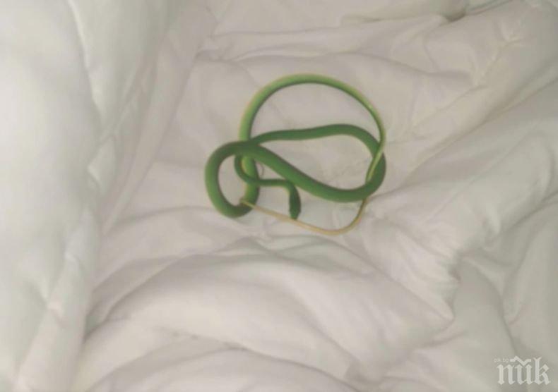 ШОК: Жена се събуди със змия, увита около ръката й (СНИМКИ)