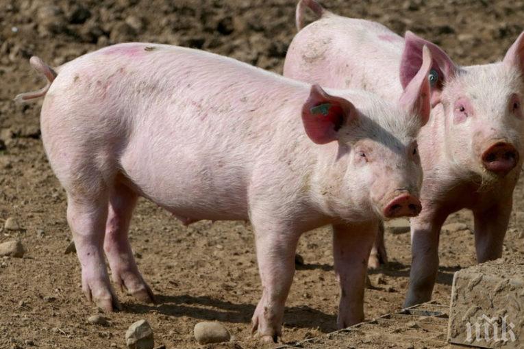 ДОБРА НОВИНА: Няма африканска чума в свинекомплекса в Юделник
