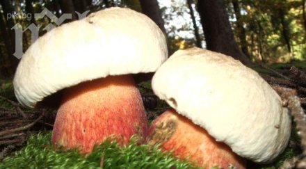 спасиха натровените гъби съпрузи детето