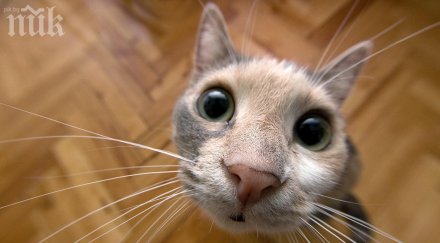 котка кмет град аляска