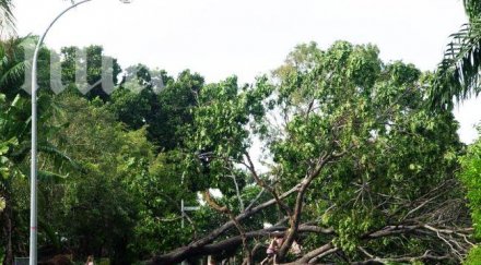 месец стане ясно решението съда дървото убило човек бургас