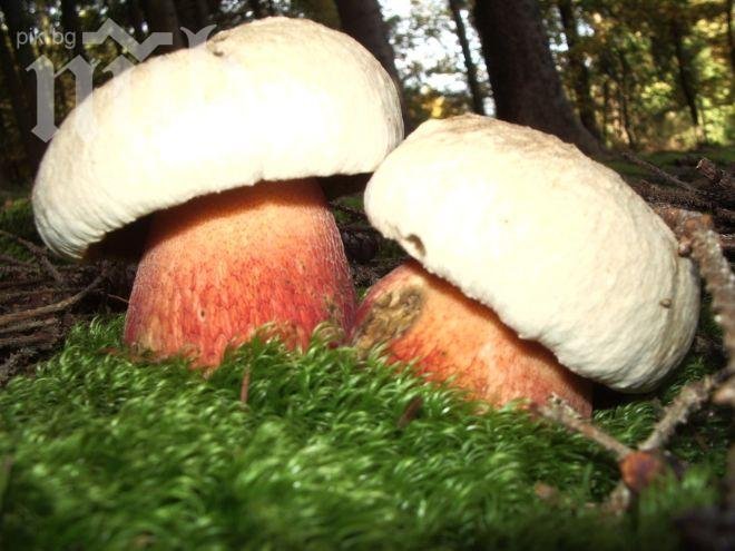 Спасиха натровените с гъби съпрузи и детето им