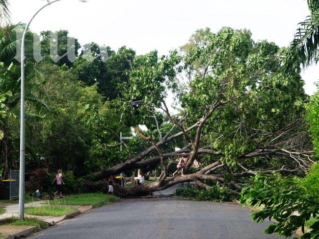 До месец ще стане ясно решението на съда за дървото, убило човек в Бургас

