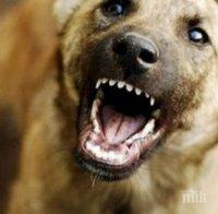 Куче нахапа 5-годишно дете в Сандански