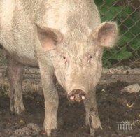 СТРАШНА ЗАРАЗА: Започва избиването на прасета в Свищовско