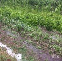 Градушката смля на салата зеленчуците на две села до Враца