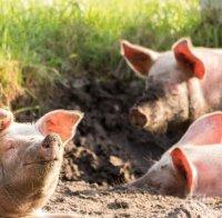 Бедствено положение в Свищов заради чумата по свинете