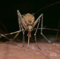 95 с вирусен менингит от комари, чакат пик на западнонилска треска в края на август