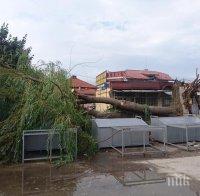 ПЪРВО В ПИК: Ужасяващ инцидент в Нови Искър - огромно дърво падна върху сергии, по чудо няма пострадали (СНИМКИ)