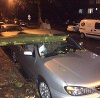 ИНЦИДЕНТ: Дърво смачка колата на бащата на Цвета Караянчева при бурята в Кърджали