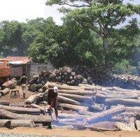 Експерти на ООН призоваха: Човечеството трябва да спре изсичането на горите