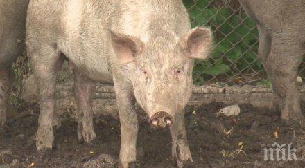 страшна зараза започва избиването прасета свищовско