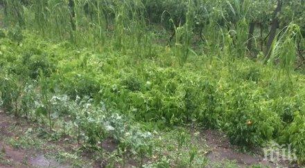 градушката смля салата зеленчуците две села враца