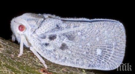 напаст шумната муха яде пипера 120 децибела