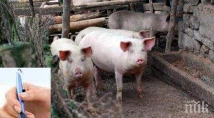 без майтап кметове тефтери тръгват прасе прасе